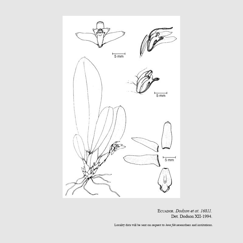 Maxillaria litensis